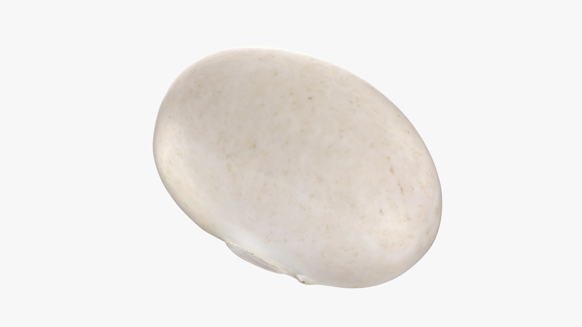 Navy Bean 01 - 3D Scanned 3D model https://p.turbosquid.com/ts-thumb/Oc/agUXev/ha/navybean01_0011/png/1773816097/1920x1080/fit_q87/1fa33f1a507d1a40dd1977fe0883f6f43b2162fa/navybean01_0011.jpg