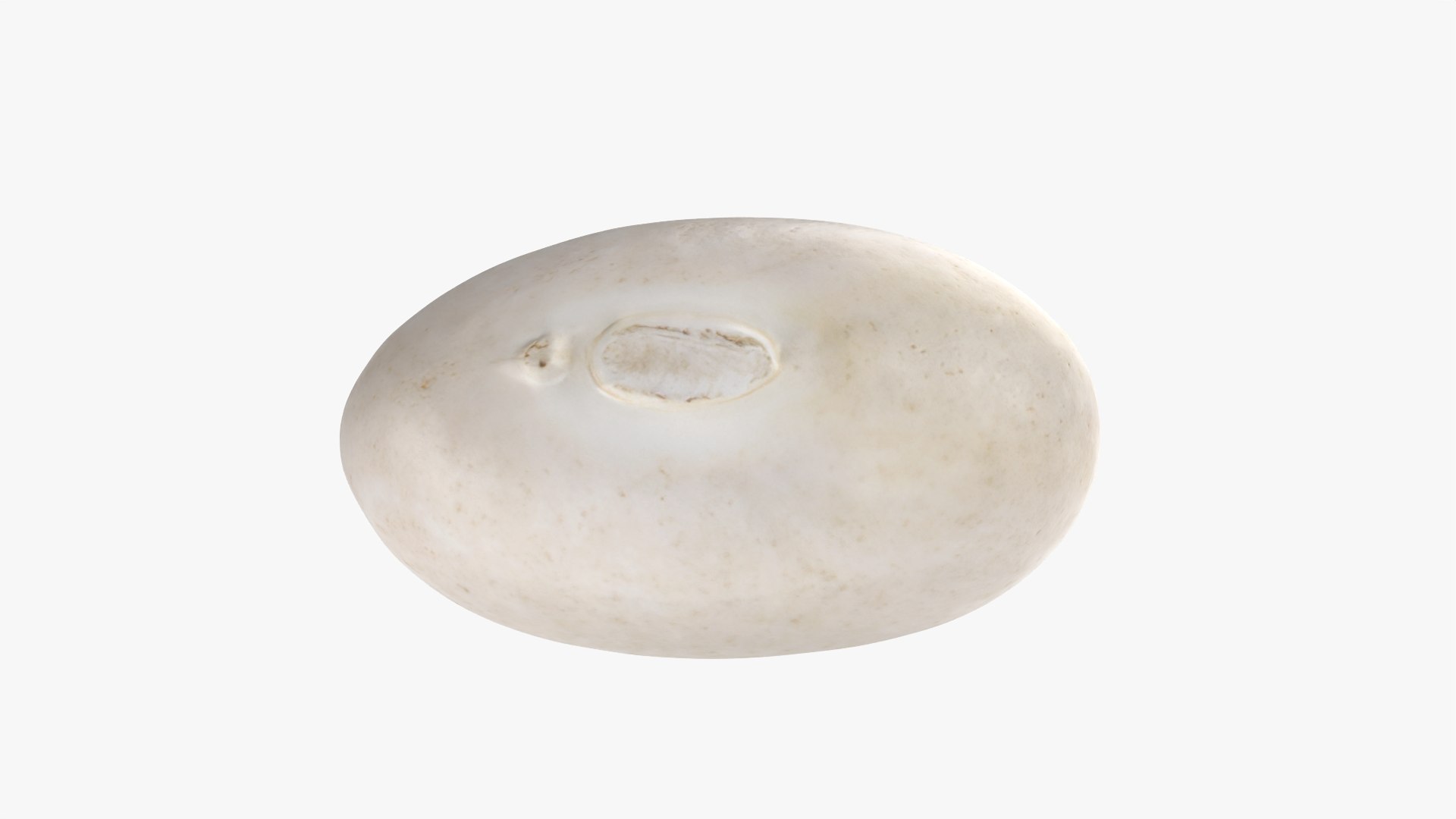 Navy Bean 01 - 3D Scanned 3D model https://p.turbosquid.com/ts-thumb/Oc/agUXev/oW/navybean01_0008/png/1773816088/1920x1080/fit_q87/b008a70e8b2aaec3b7b23b7f874dc33c473d7658/navybean01_0008.jpg