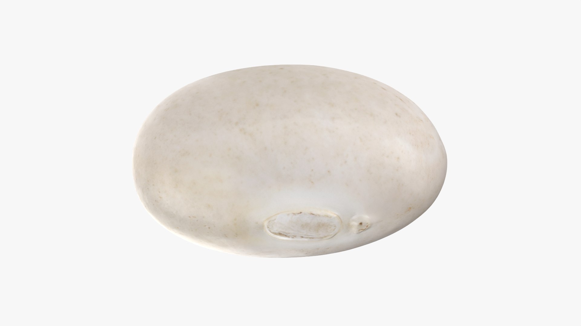 Navy Bean 01 - 3D Scanned 3D model https://p.turbosquid.com/ts-thumb/Oc/agUXev/qU/navybean01_0005/png/1773816086/1920x1080/fit_q87/6db8c44188bfe684823f1e66e7efad5e143adca6/navybean01_0005.jpg