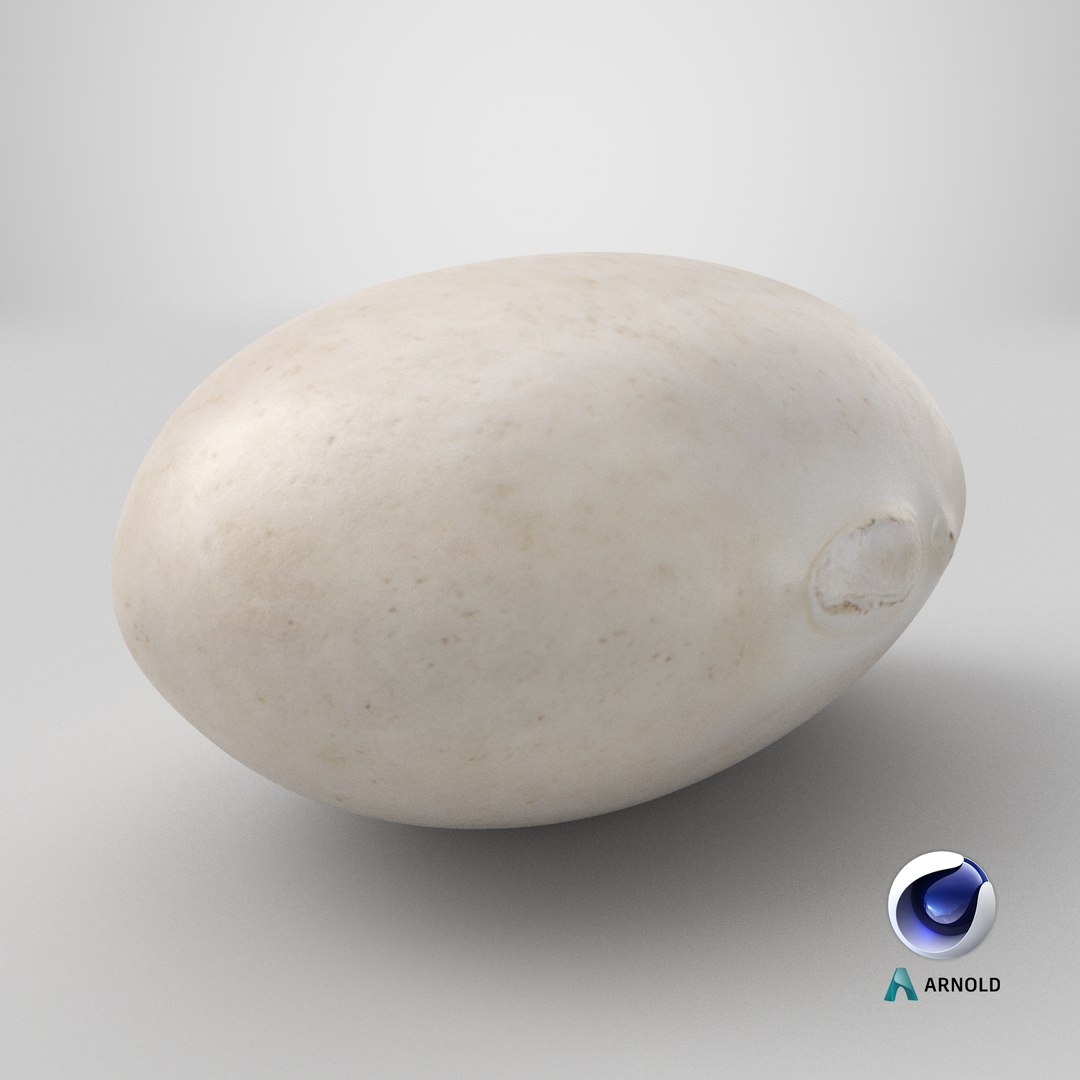 Navy Bean 01 - 3D Scanned 3D model https://p.turbosquid.com/ts-thumb/Oc/agUXev/s6/stemcell_cinema_4d_arnold_render/png/1774373848/1920x1080/fit_q87/aef0bcebd6c82534f5f1dad88391dcd434cb6570/stemcell_cinema_4d_arnold_render.jpg