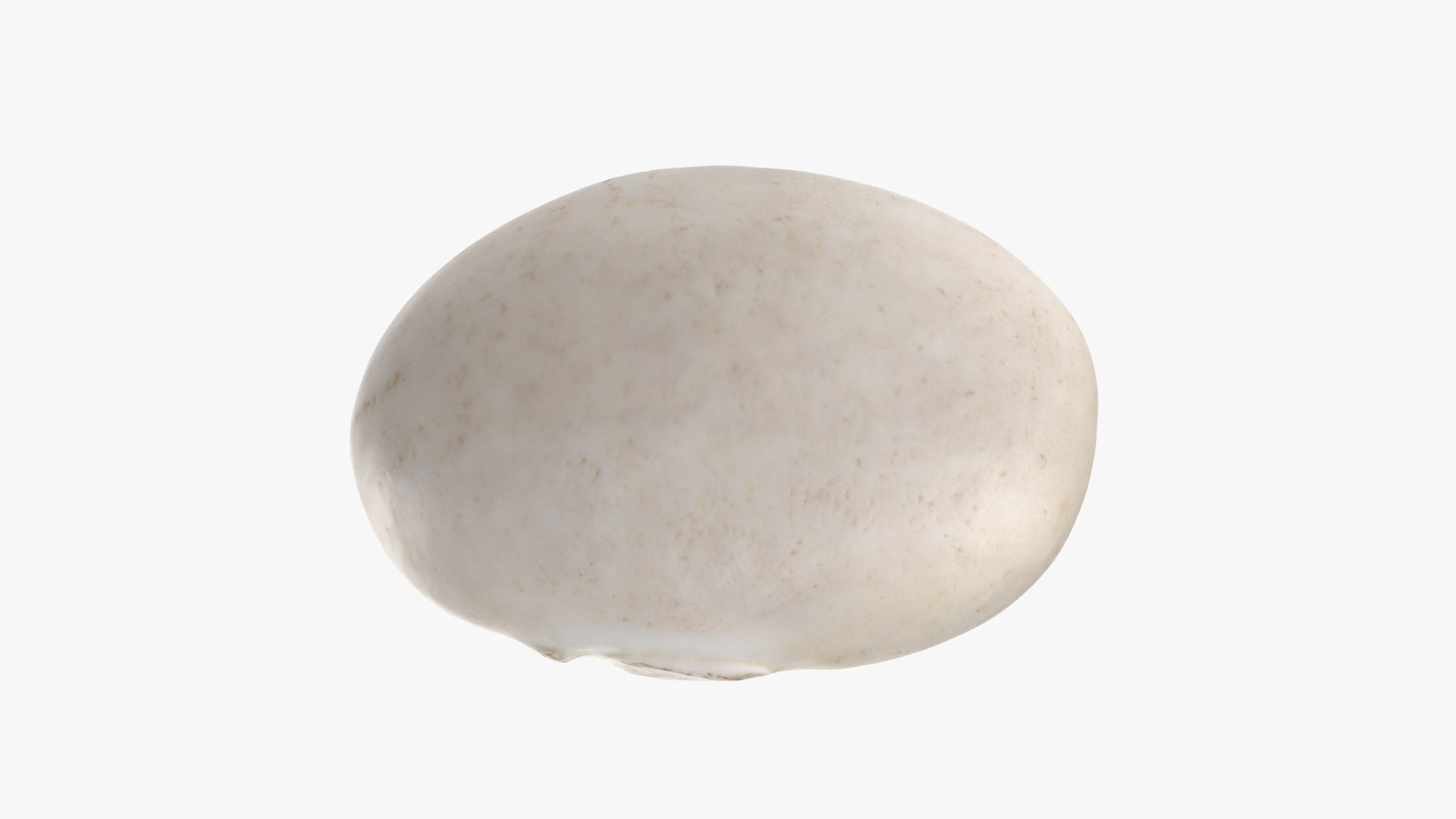 Navy Bean 01 - 3D Scanned 3D model https://p.turbosquid.com/ts-thumb/Oc/agUXev/u4/navybean01_0003/png/1773816084/1920x1080/fit_q87/bb0b2ce507dcdf10dc0f52136971c453358eae4c/navybean01_0003.jpg