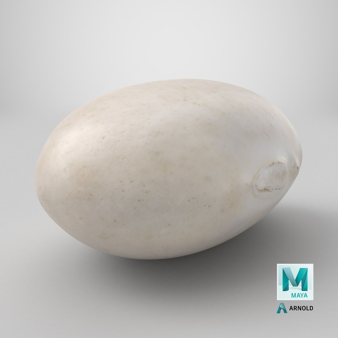Navy Bean 01 - 3D Scanned 3D model https://p.turbosquid.com/ts-thumb/Oc/agUXev/vB/stemcell_maya_arnold_render/png/1774373843/1920x1080/fit_q87/ab43c421c855d4643d26c1279618927ff4a62f1d/stemcell_maya_arnold_render.jpg