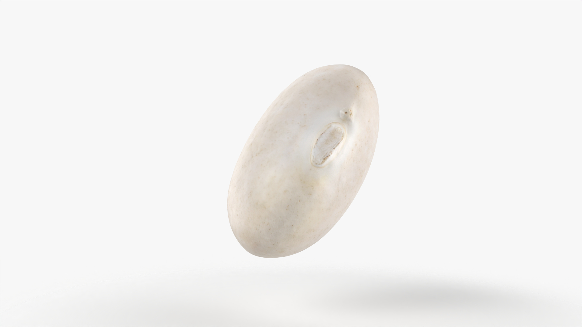 Navy Bean 01 - 3D Scanned 3D model https://p.turbosquid.com/ts-thumb/Oc/agUXev/vn/navybean01/png/1774298459/1920x1080/turn_fit_q99/2a7c915123bc5cd9da5b3925ef866f7a5af4e341/navybean01-1.jpg