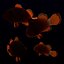 Anemonenfisch