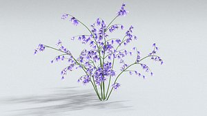 laos Campanula Bellflowers
