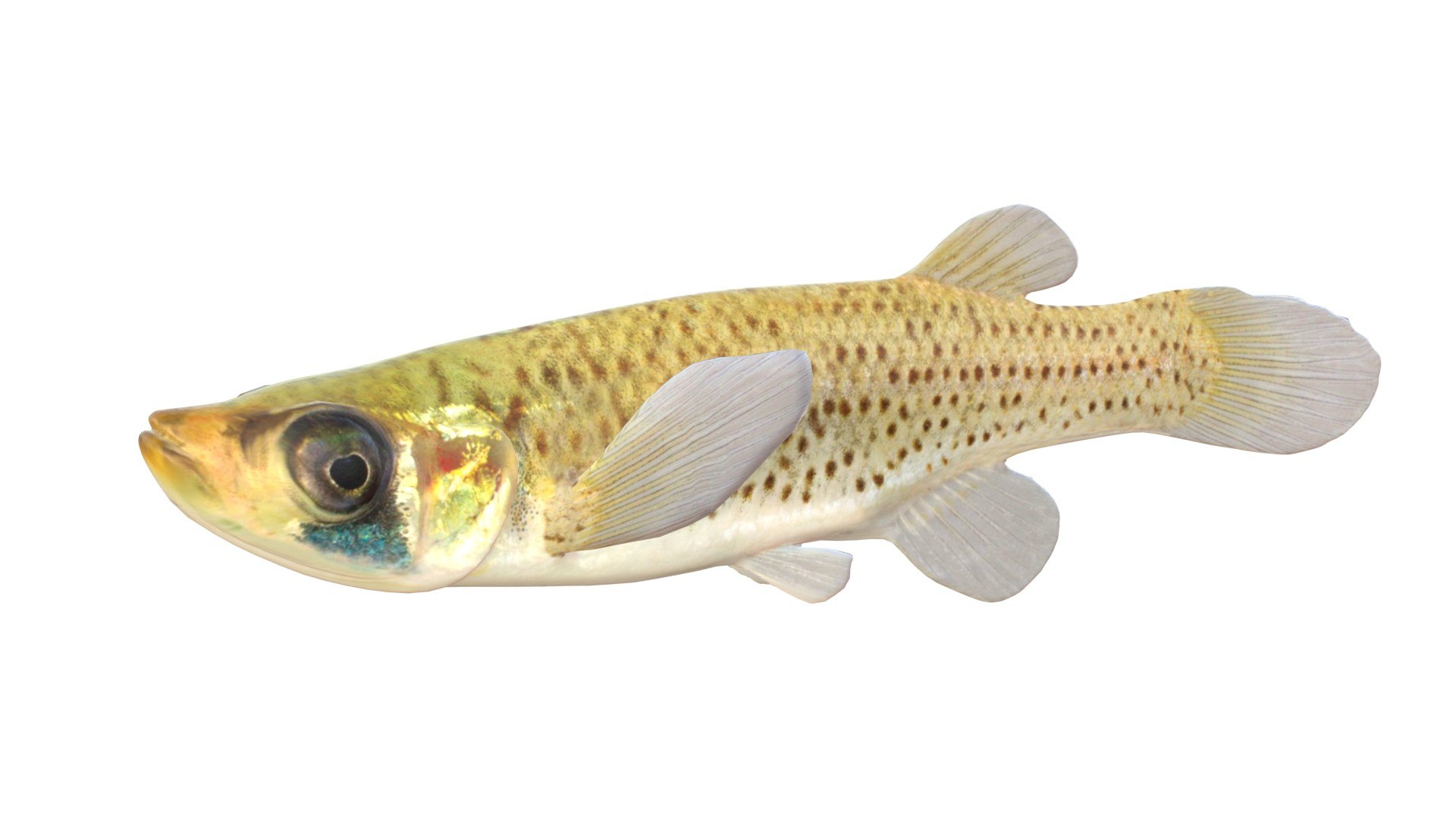 Western Starhead Topminnow fish 3D model https://p.turbosquid.com/ts-thumb/Oc/mMXRxG/AM/1/jpg/1768032194/1920x1080/fit_q87/0df2adcaf13dac846282edcde814248da96679fd/1.jpg