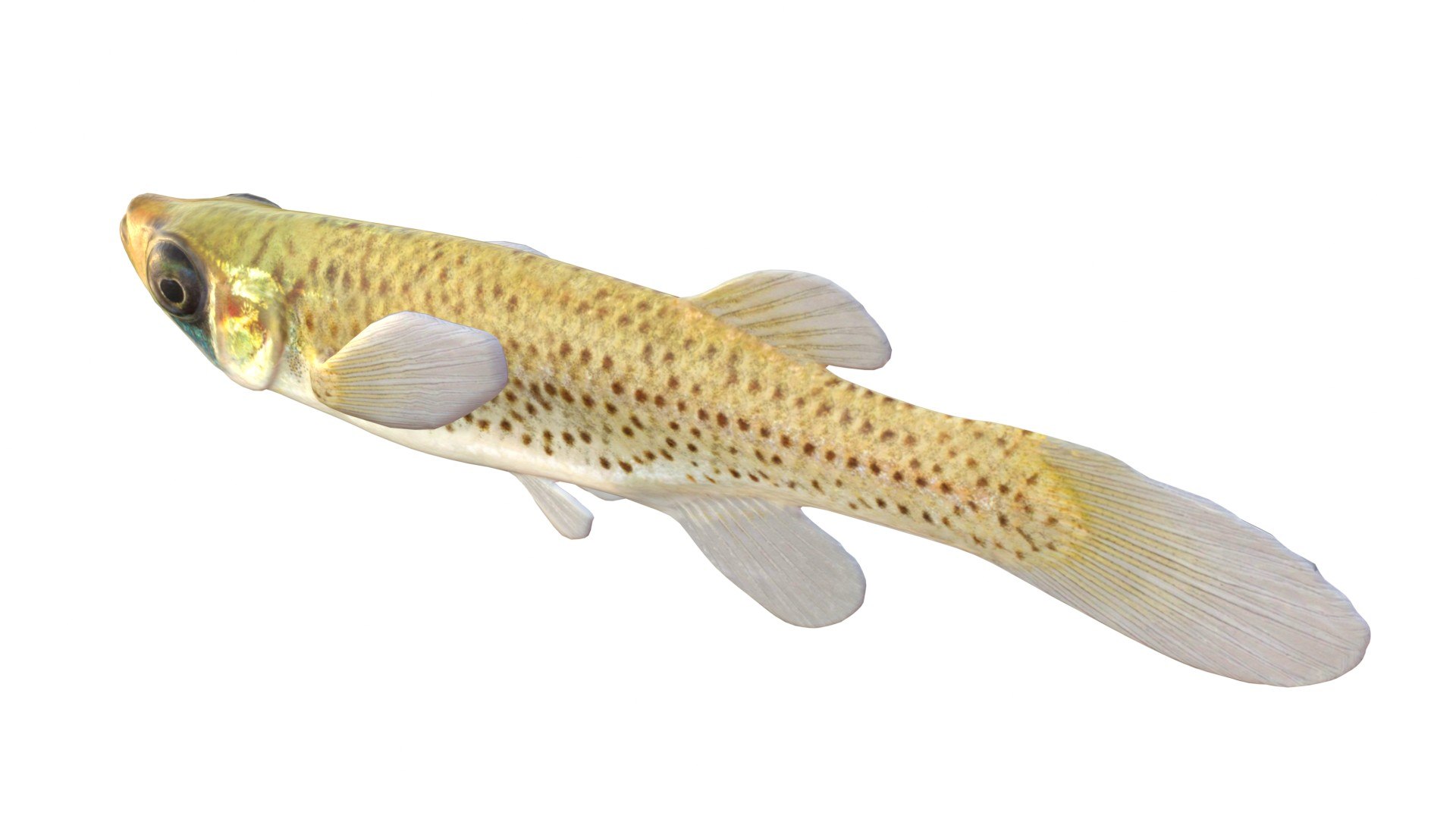 Western Starhead Topminnow fish 3D model https://p.turbosquid.com/ts-thumb/Oc/mMXRxG/GR/2/jpg/1768032194/1920x1080/fit_q87/5647c4433f92d7c0df37be38828209262242cf85/2.jpg