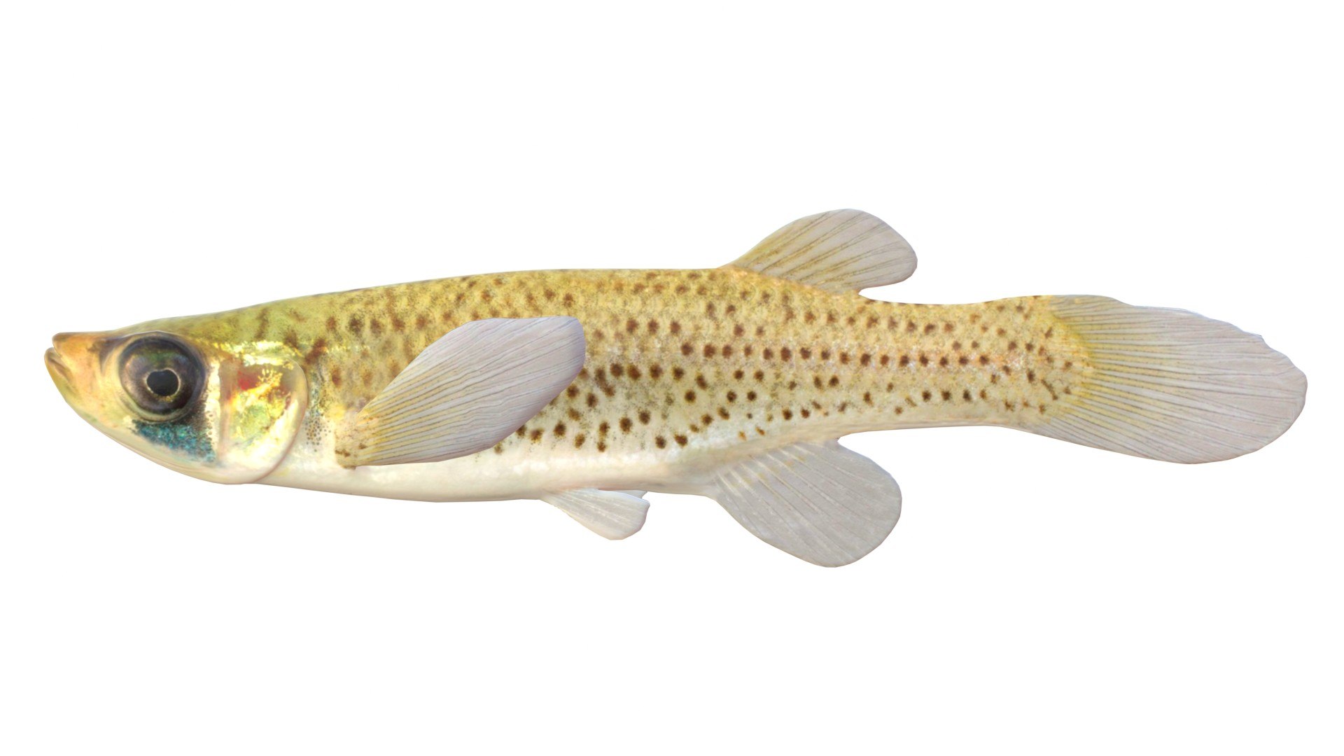 Western Starhead Topminnow fish 3D model https://p.turbosquid.com/ts-thumb/Oc/mMXRxG/W5/3/jpg/1768032195/1920x1080/fit_q87/de3878af5b136765073b2230ba24a9d06411f998/3.jpg