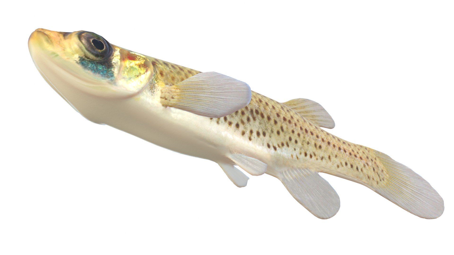 Western Starhead Topminnow fish 3D model https://p.turbosquid.com/ts-thumb/Oc/mMXRxG/a3/5/jpg/1768032195/1920x1080/fit_q87/9591cc75aca32f2a1c3d14653b6e2f428a73f513/5.jpg