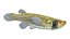 Poisson Topminnow à tête étoilée occidentale