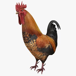 Rooster