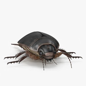 Squeak Beetle Black