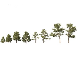 Pinus sylvestris - Scots pine model