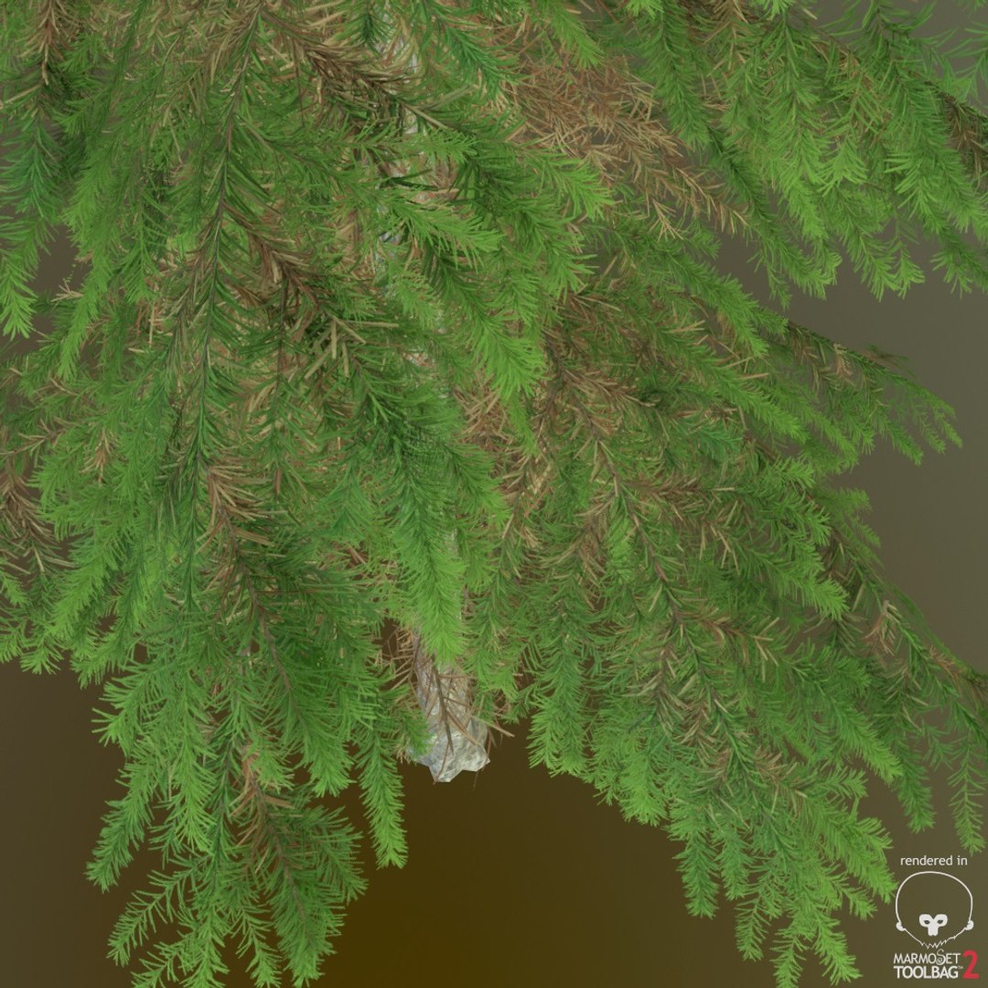 Spruce Tree 3d Model