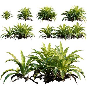 Asplenium nidus - Bird nest fern - Spleenwort 3D