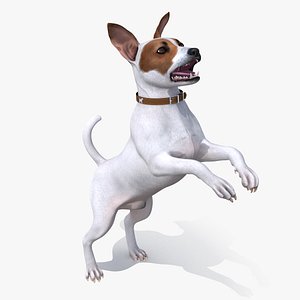 jack russell terrier white model