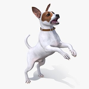 Jack Russell Terrier White Rigged