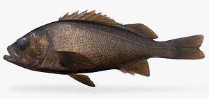 Yellowtail Rockfish