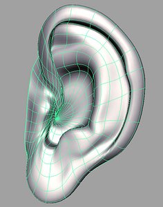 human ear 3d model