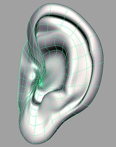NurbsHumanEar.igs