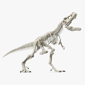 tyrannosaurus rex skeleton standing 3D model