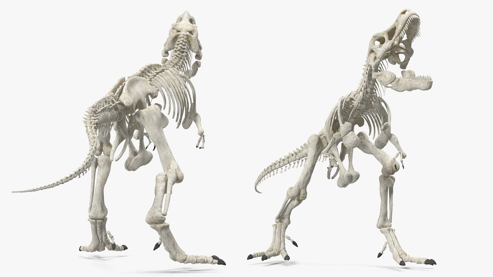 Tyrannosaurus Rex Skeleton Standing Pose 3D model preview