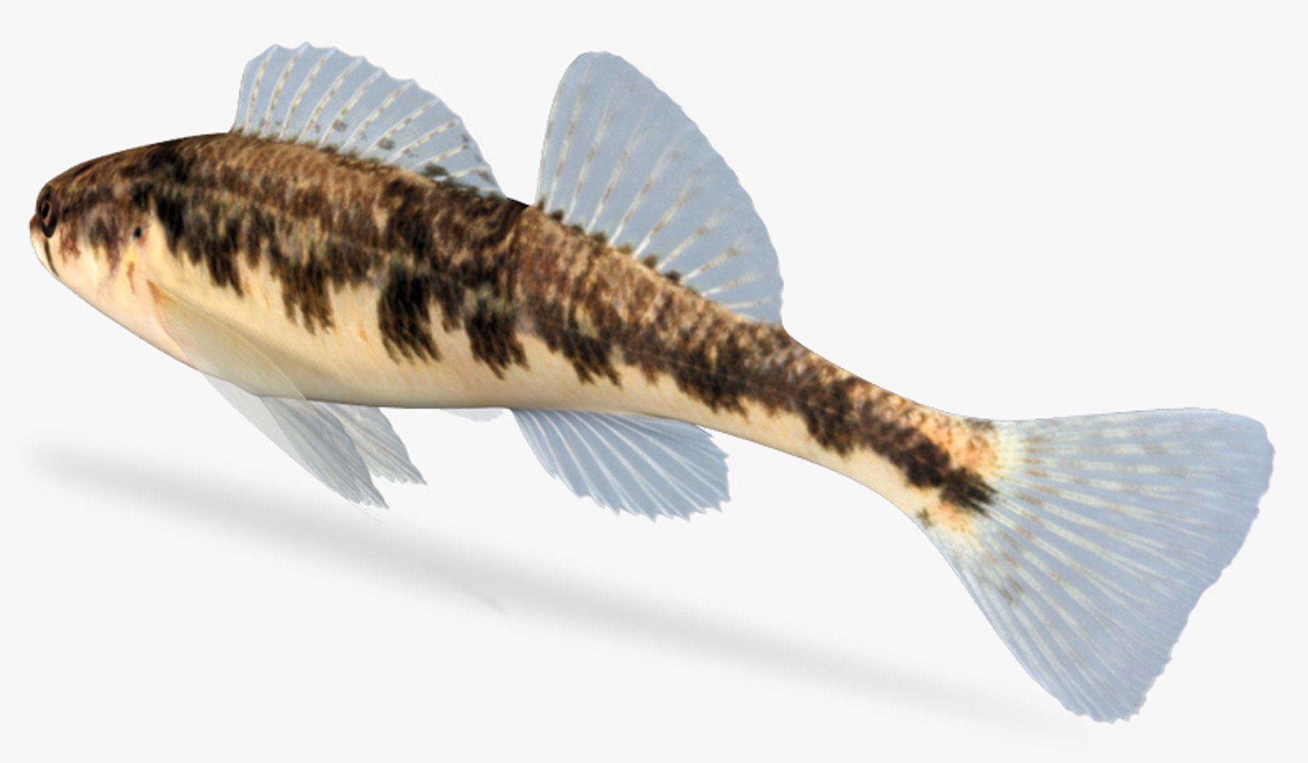 etheostoma flavum saffron darter 3d model