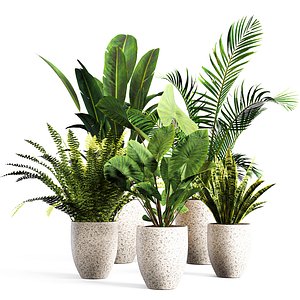 indoor Plant Set 01 3D model