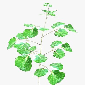 Ornamental Plant 002