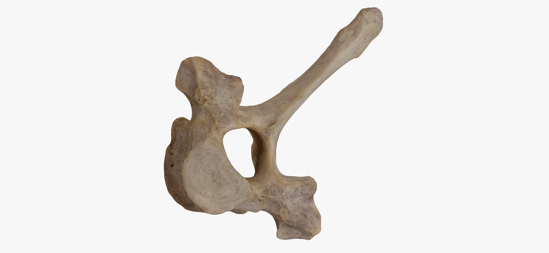 3D Bear (Ursus) Thoracic Vertebrae T2 RAW Scan - TurboSquid 2143217