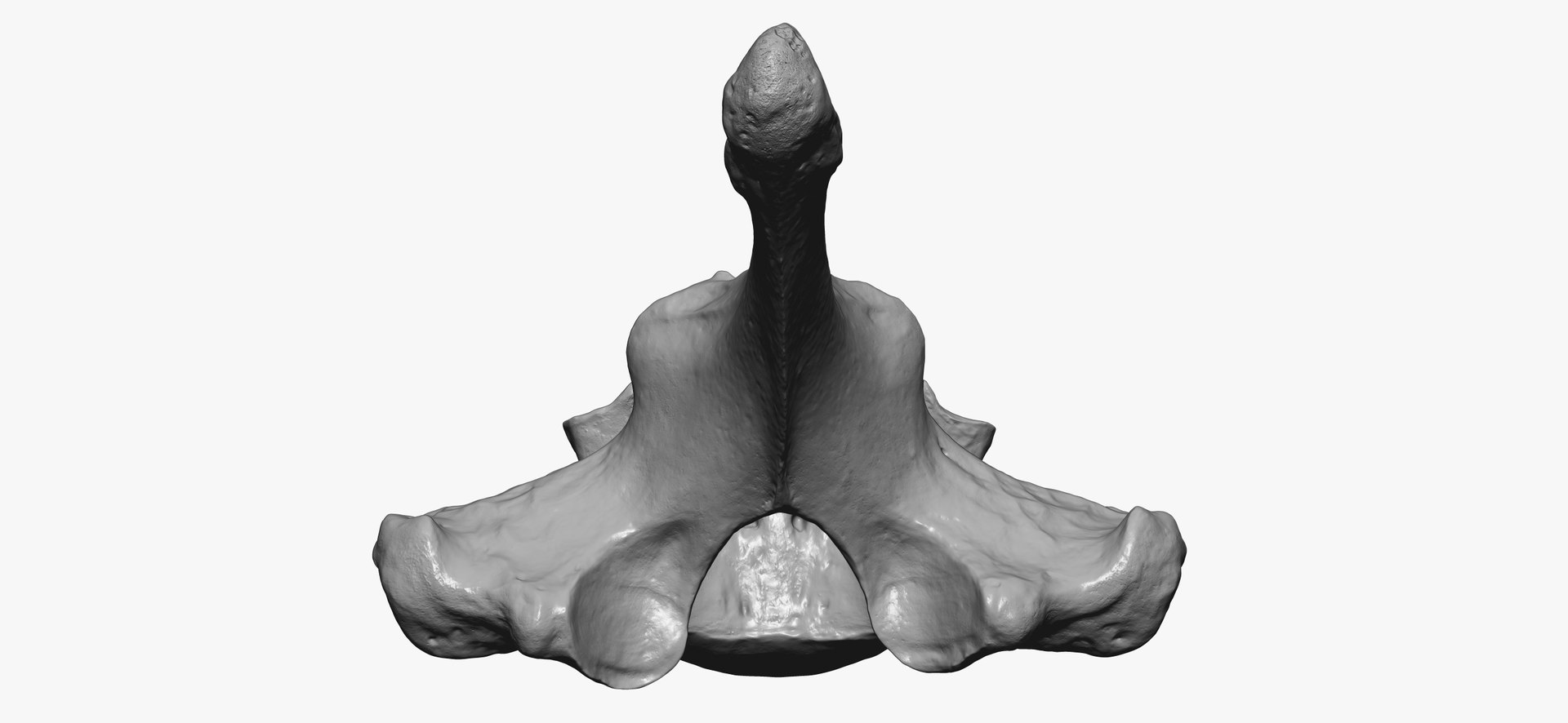 3D Bear (Ursus) Thoracic Vertebrae T2 RAW Scan - TurboSquid 2143217