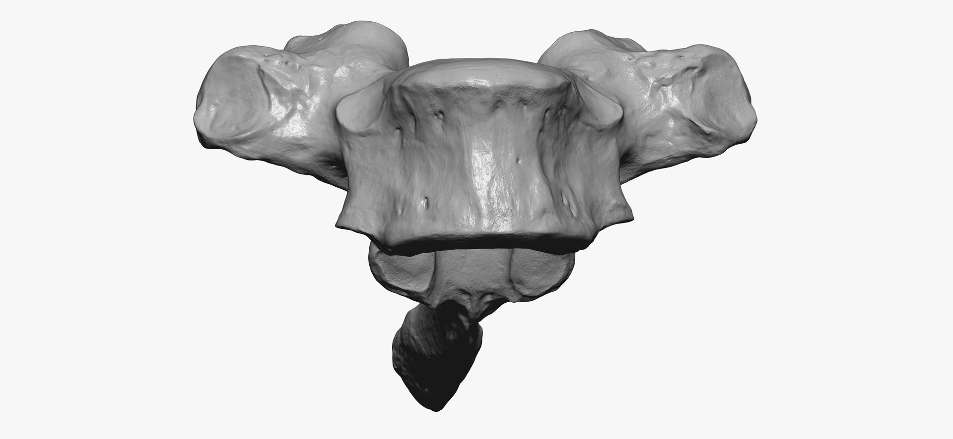 3D Bear (Ursus) Thoracic Vertebrae T2 RAW Scan - TurboSquid 2143217