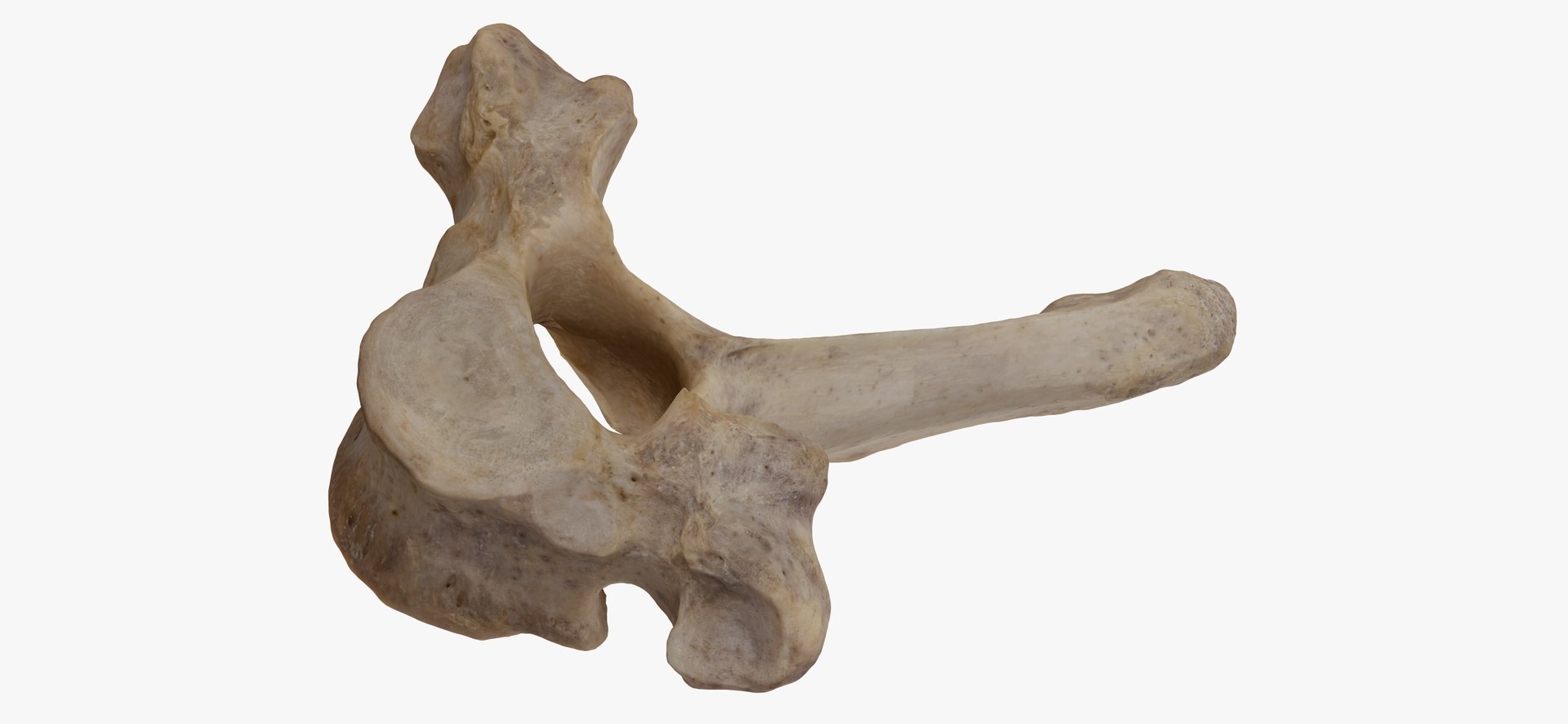 3D Bear (Ursus) Thoracic Vertebrae T2 RAW Scan - TurboSquid 2143217