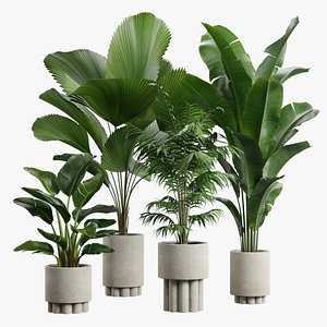 Indoor Plants Pack 61 3D model