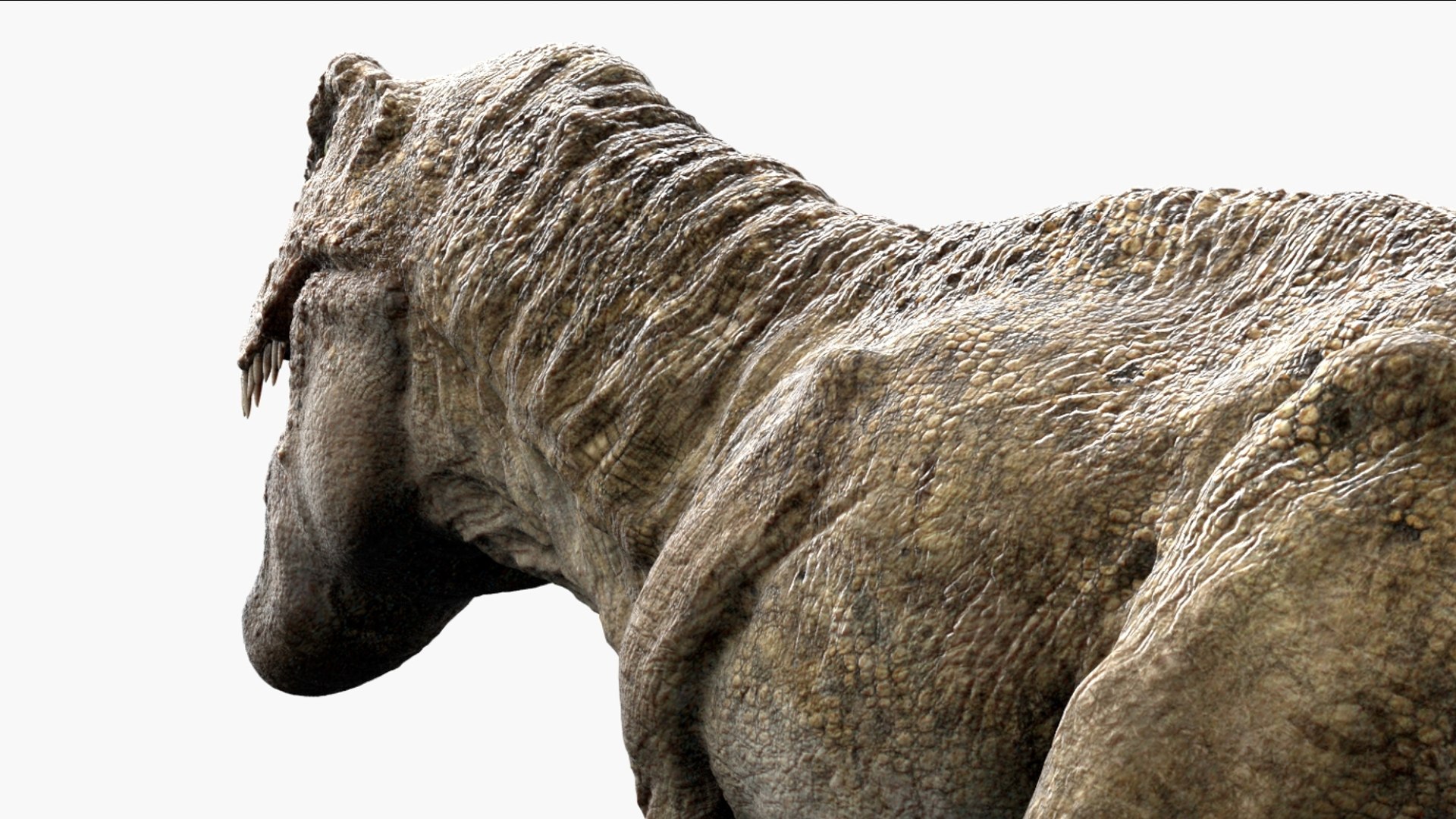 Tyrannosaurus Rex Animated Rigged 3D 3D Model - TurboSquid 2424378