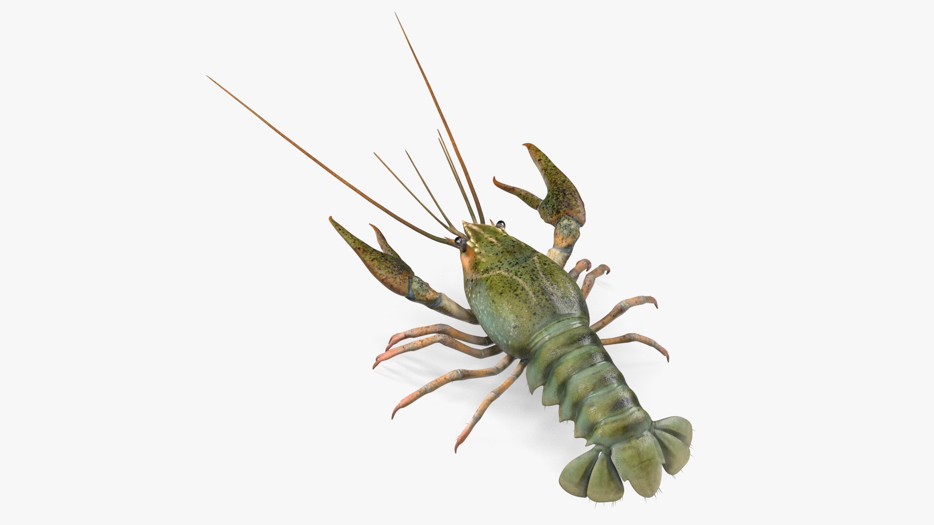 Paranephrops Rigged 3D model preview