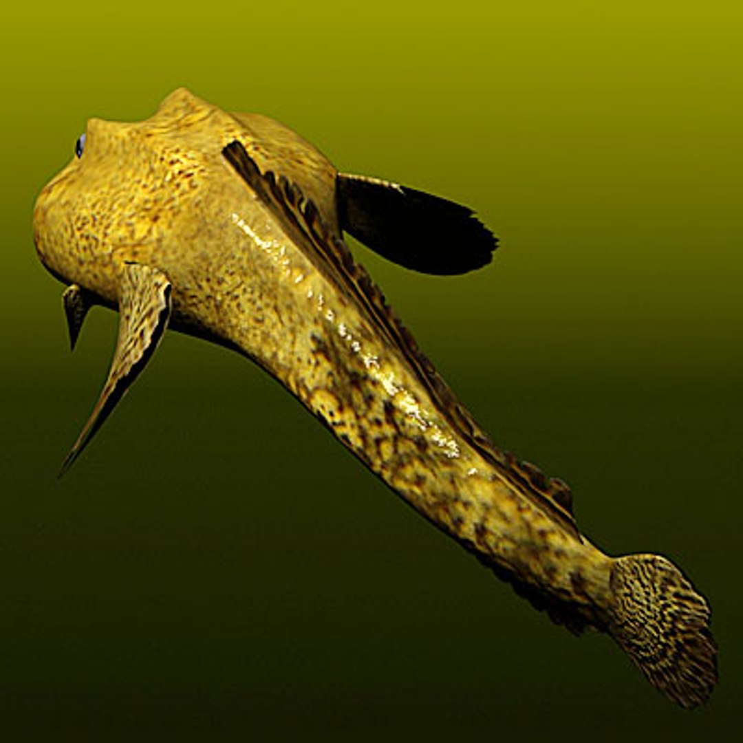 3d Oyster Toadfish Fish Toad Model