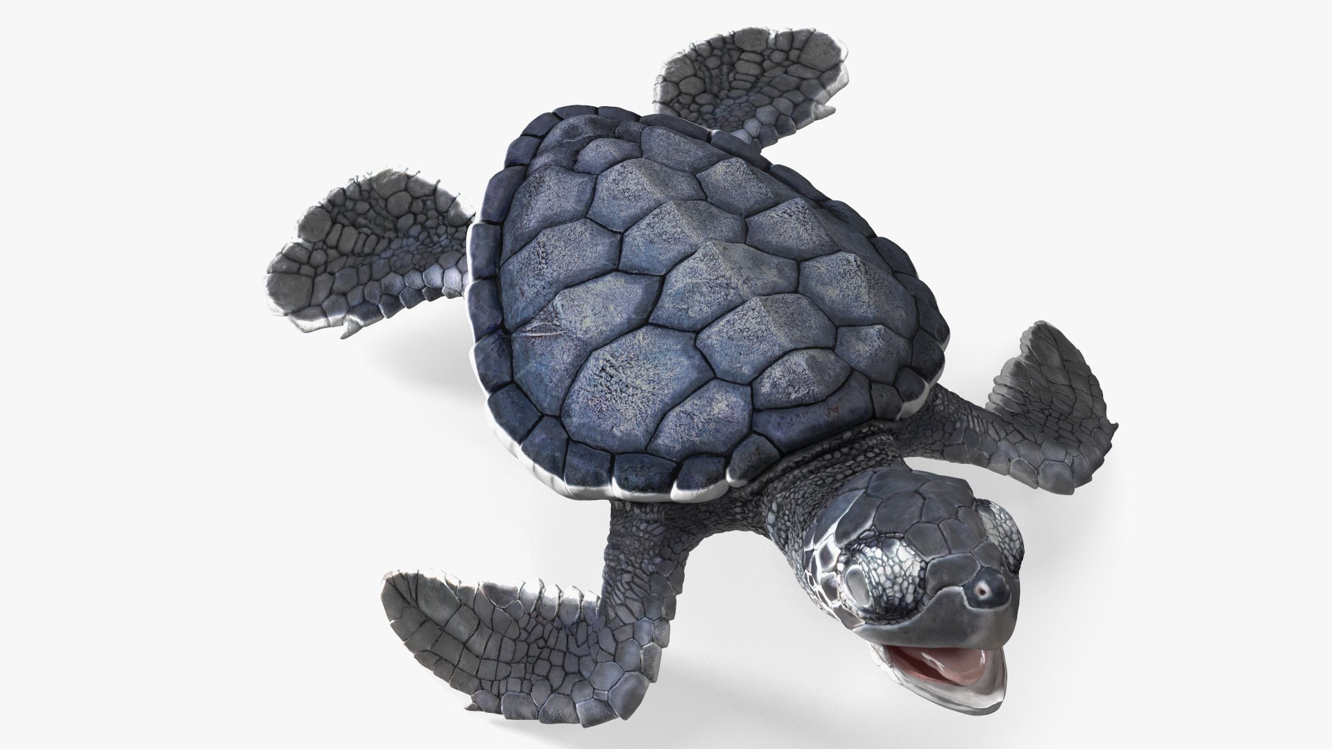 Baby Sea Turtle Black Rigged 3D model preview