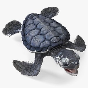 Baby Sea Turtle Black Rigged