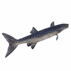 Barracudas fish