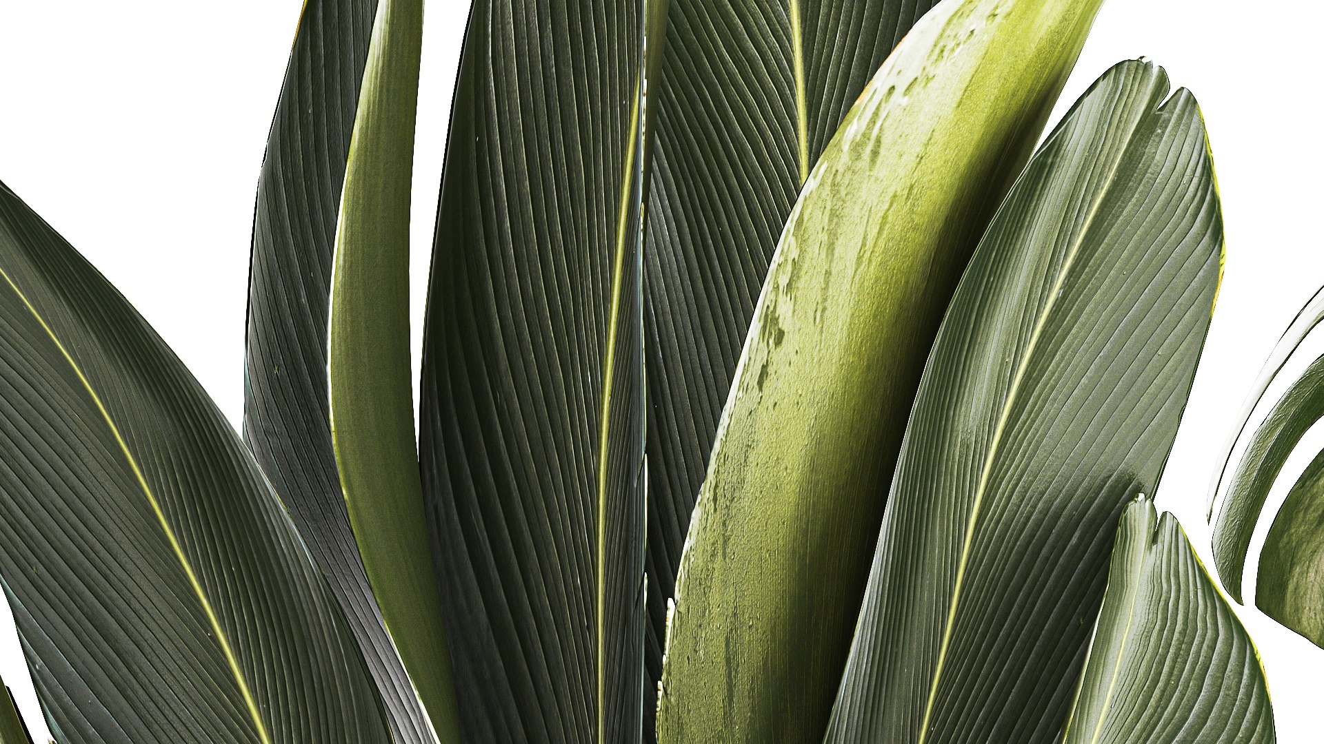 Set of beautiful plants in a flower pot for decor 1320 model https://p.turbosquid.com/ts-thumb/Oe/gHXEZB/O6/1plants0806202308/jpg/1686313229/1920x1080/fit_q87/5002ce7685d36e37d3b62305bb2232e18a1ba3bc/1plants0806202308.jpg