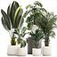 Set of beautiful plants in a flower pot for decor 1320