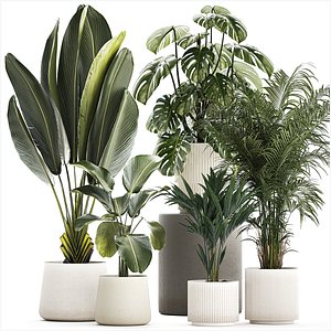 Set of beautiful plants in a flower pot for decor 1320