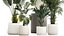Set of beautiful plants in a flower pot for decor 1320
