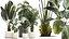 Set of beautiful plants in a flower pot for decor 1320