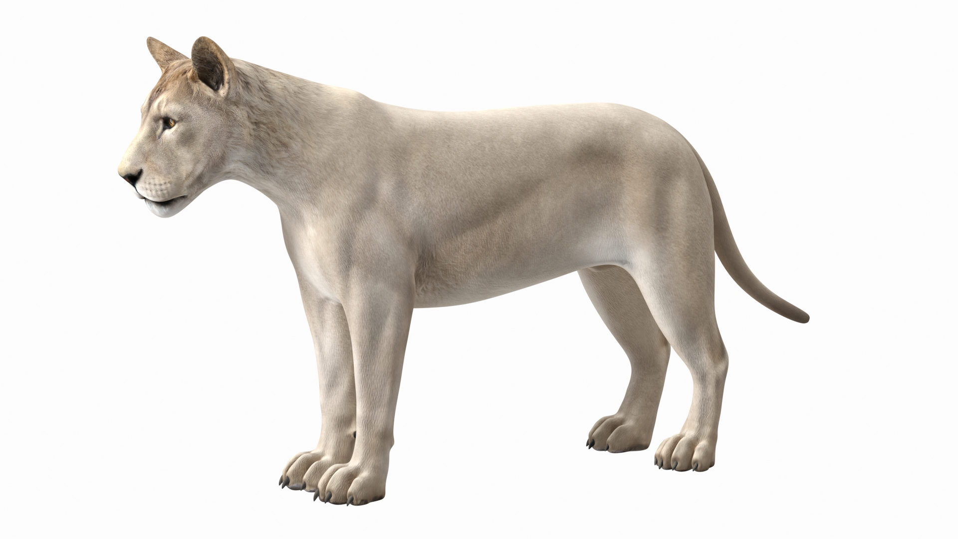 3D Rigged African Animals Collection 11 for Maya model https://p.turbosquid.com/ts-thumb/Oe/gxGc63/6e/young_white_lion_rigged_360/jpg/1713182446/1920x1080/turn_fit_q99/1e12930cc0c4dc60a65599cb6ed52219b4030bd2/young_white_lion_rigged_360-1.jpg