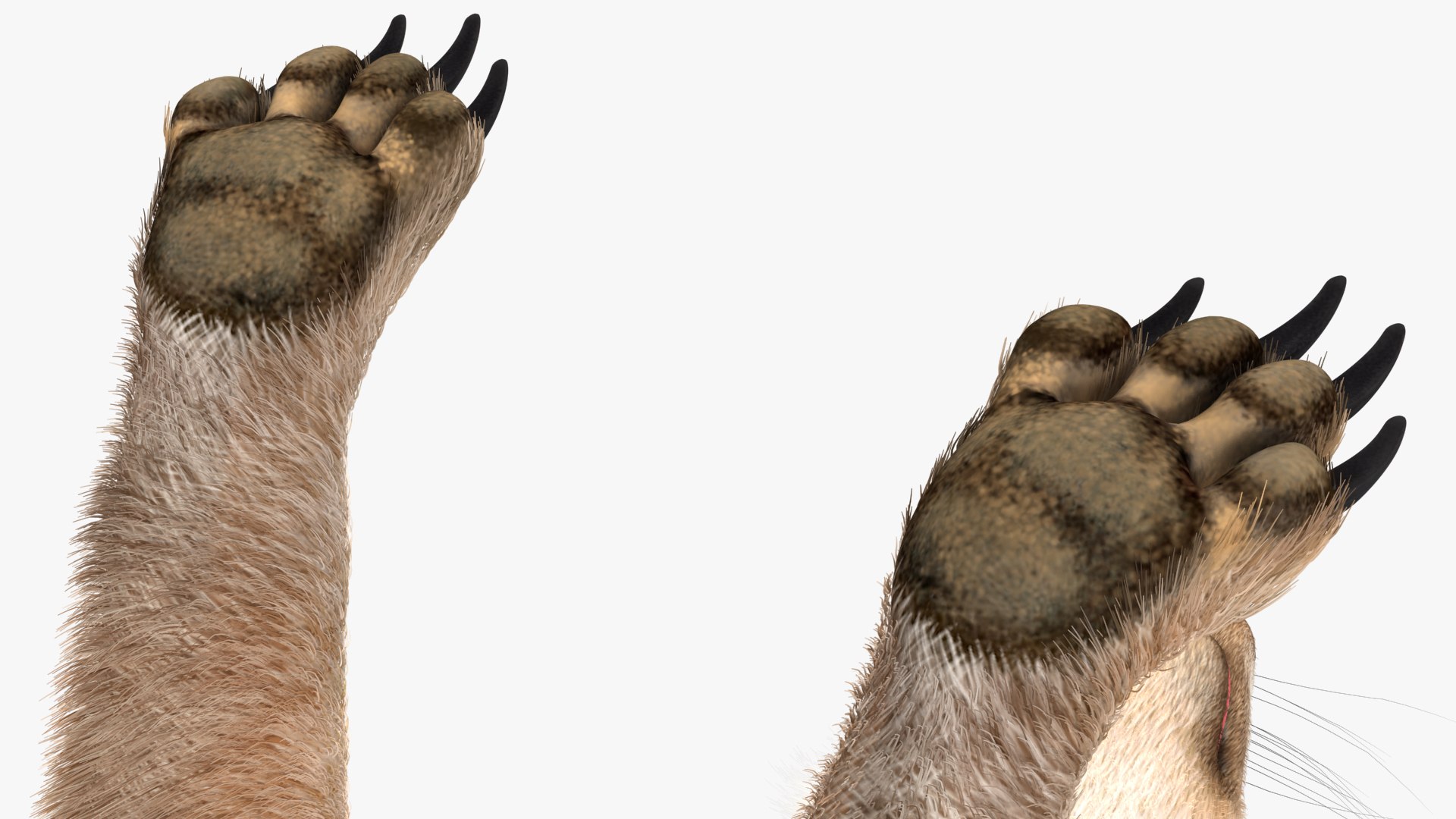 3D Rigged African Animals Collection 11 for Maya model https://p.turbosquid.com/ts-thumb/Oe/gxGc63/nf/rigged_african_animals_collection_11_028/jpg/1713017420/1920x1080/fit_q87/576e22d81dcc893b174962b1cd702d49fd811398/rigged_african_animals_collection_11_028.jpg