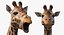 Rigged African Animals Collection 11 für Maya