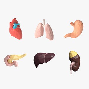 3D model Low Poly Anatomy collection