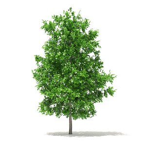 Sugar Maple 3D Model 4.2m